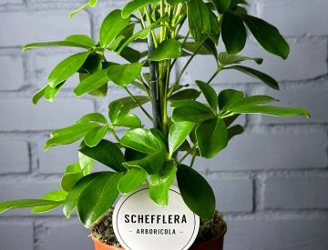 Шеффлера — денежное растение